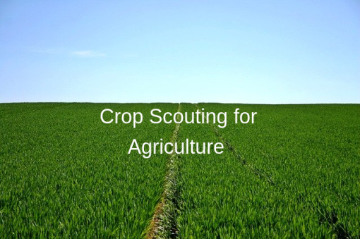 Crop Scouting for Agriculture